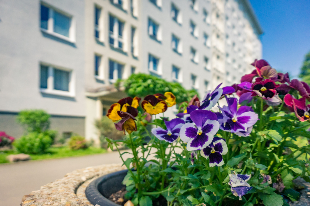 3-Raum-Wohnung - Photo 5